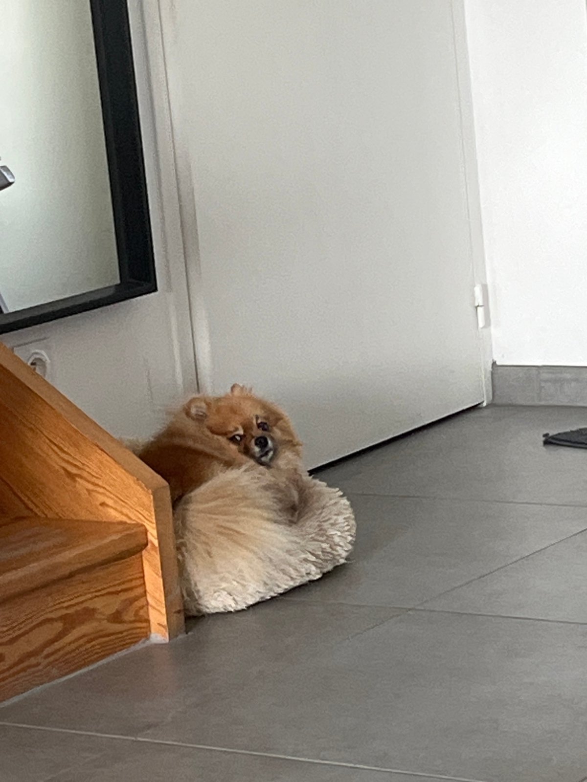 Morning pet routine documented in French home with dog, cat