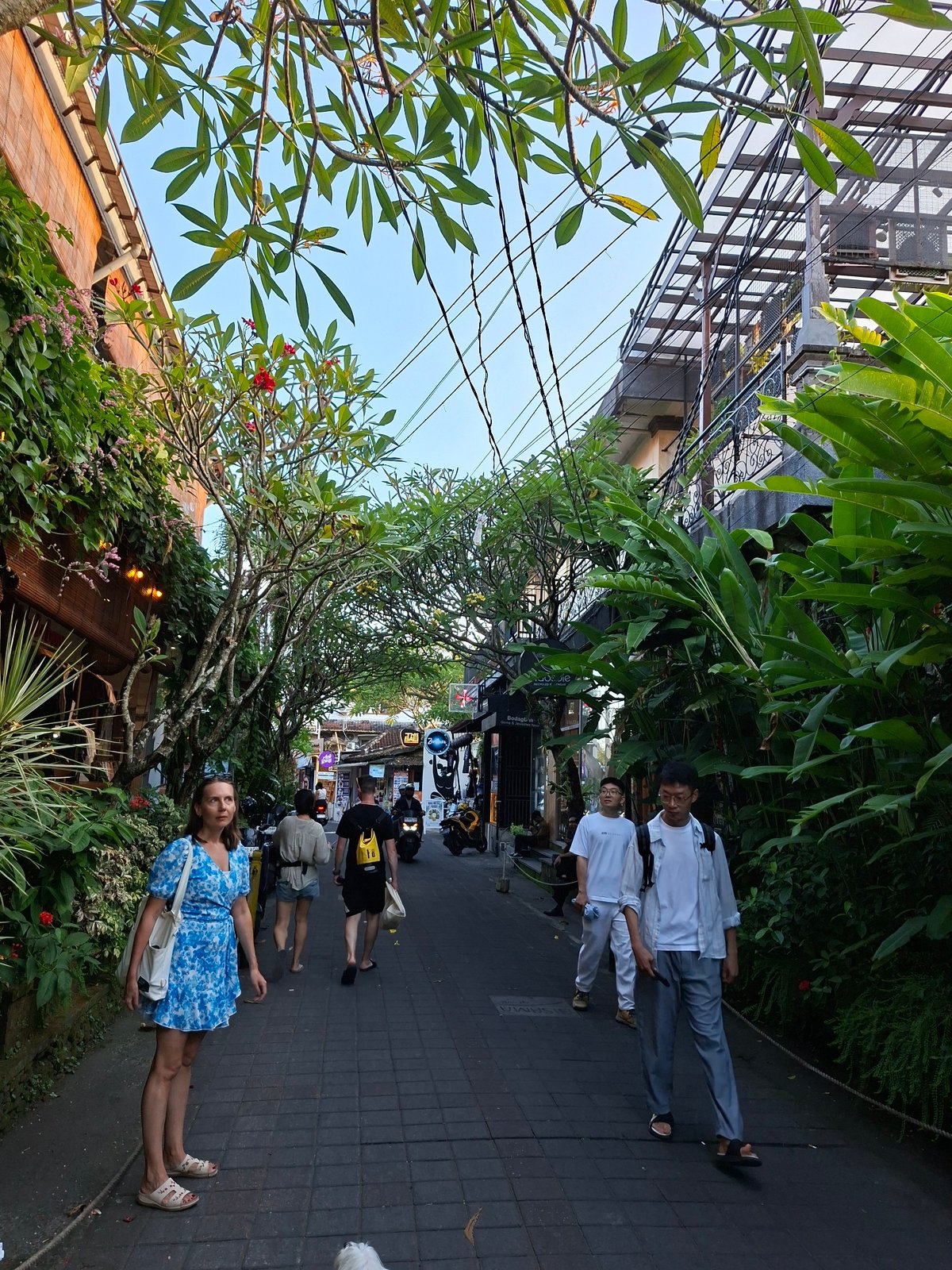 Daily life moments captured across Ubud District, Indonesia