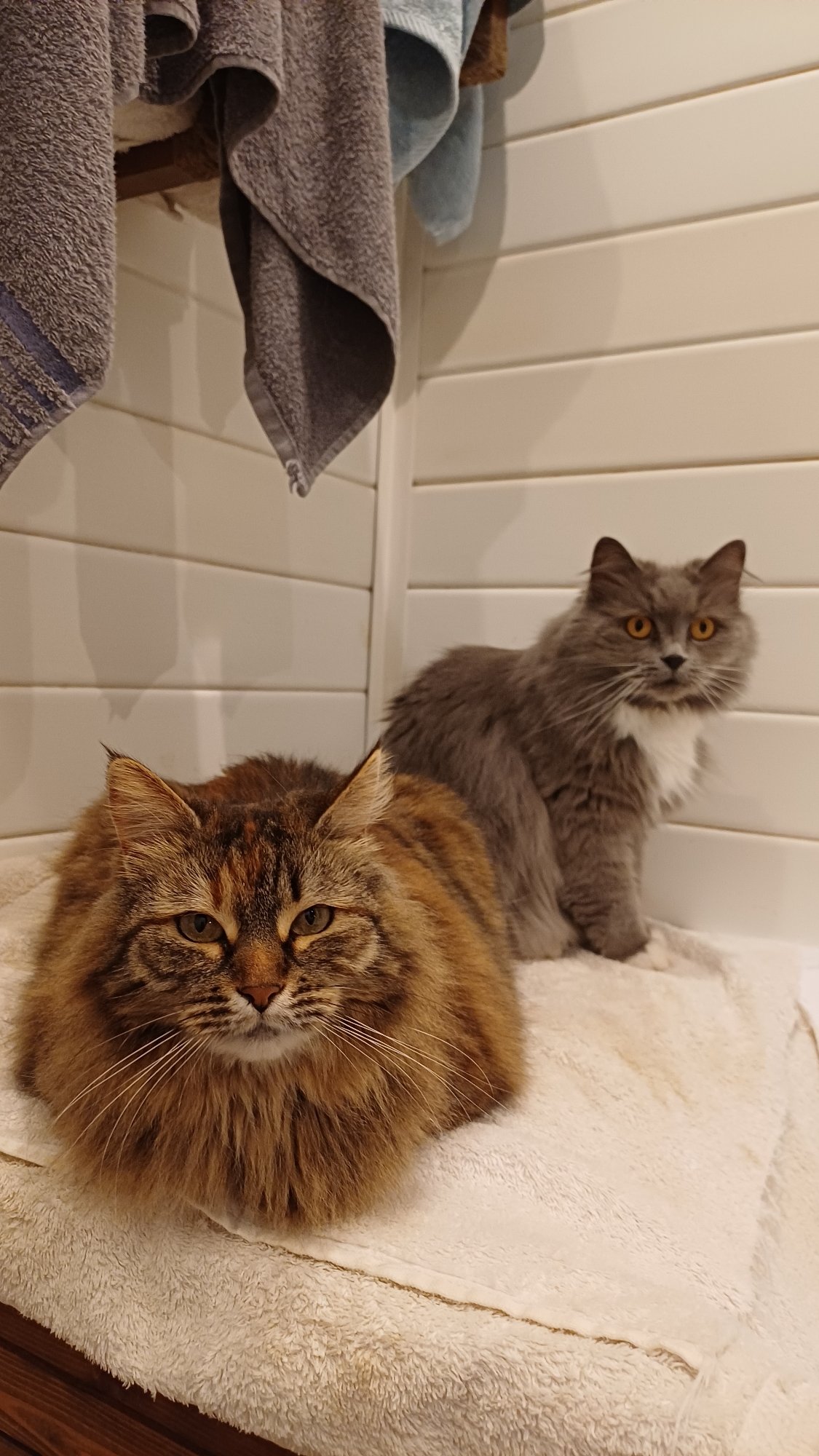 Domestic cats documented resting indoors in Timokhovo, Russia