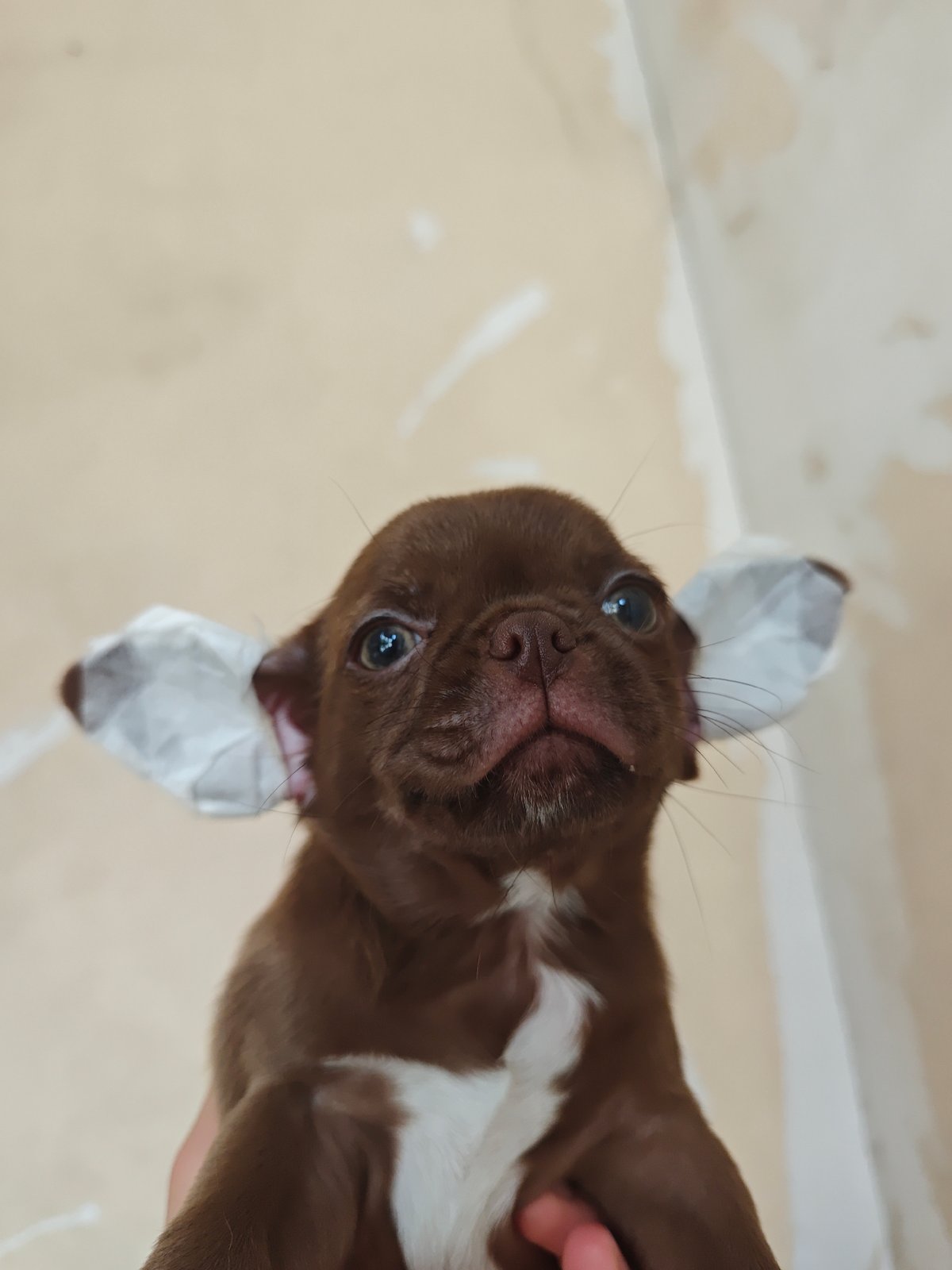 Chihuahua and small breed puppies at home, up close