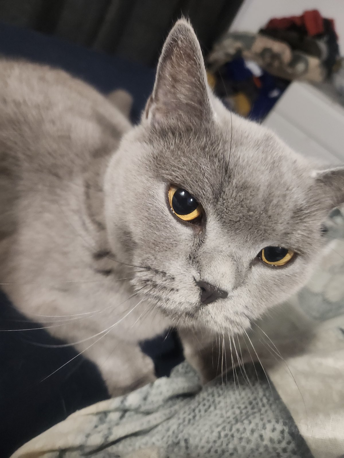 British Shorthair cat chilling at home in Tsarevo