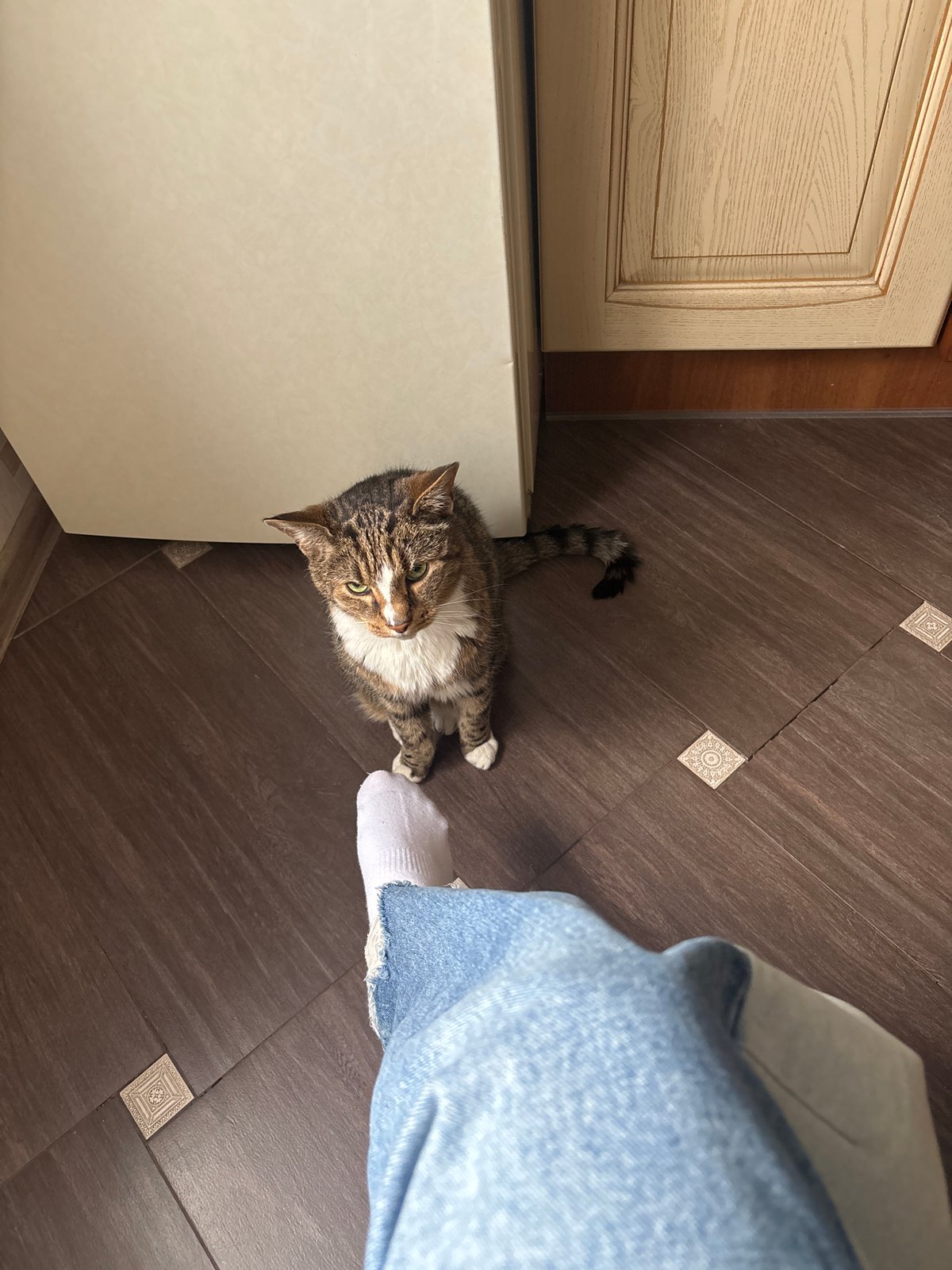 Tabby cat and playful close-up portraits, indoors in Sinyavino