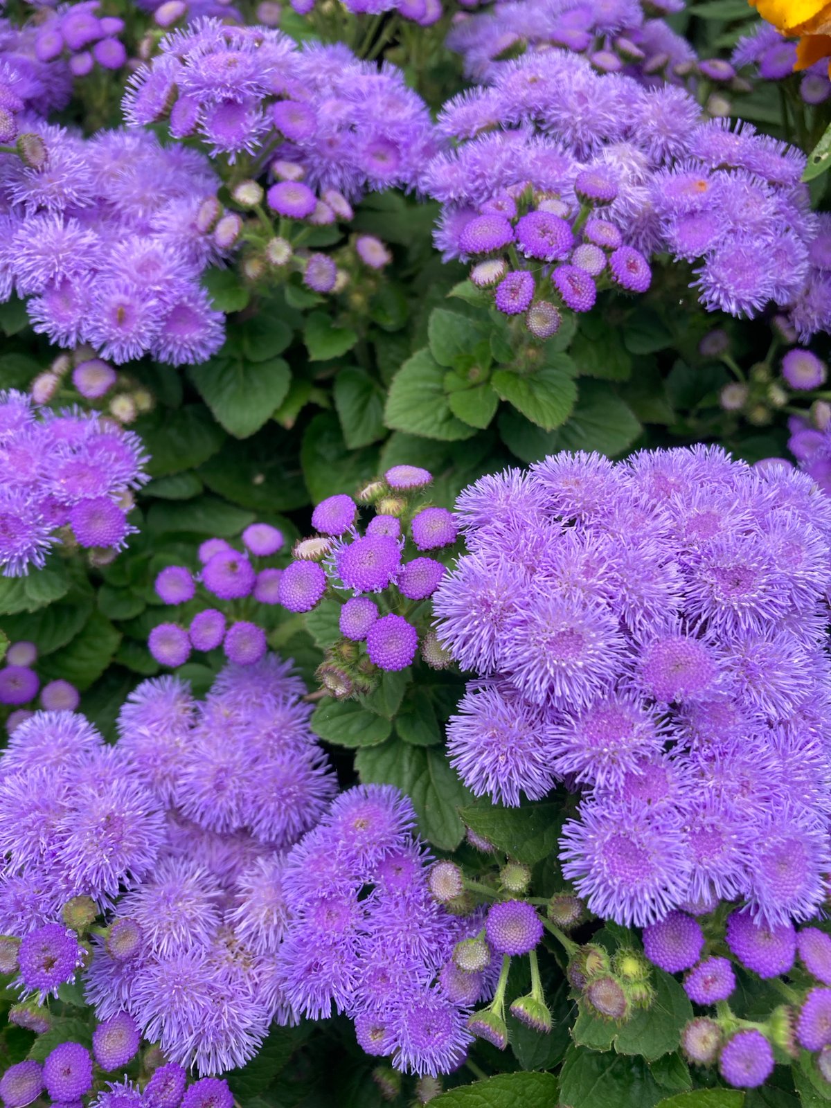 Summer garden in bloom: tomatoes, marigolds, dill, and ageratum