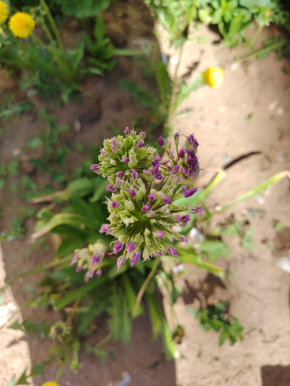 Spring morning observations captured across Chaikovsky, Russia