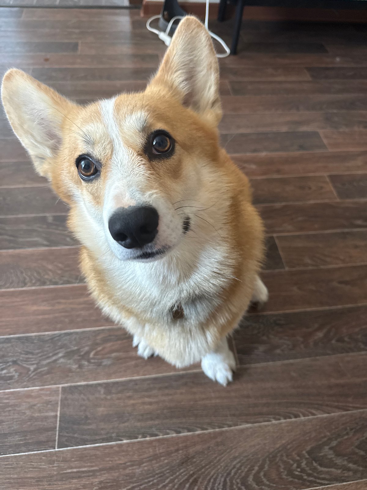 Woman captures morning moments with corgi, plants in Votkinsk