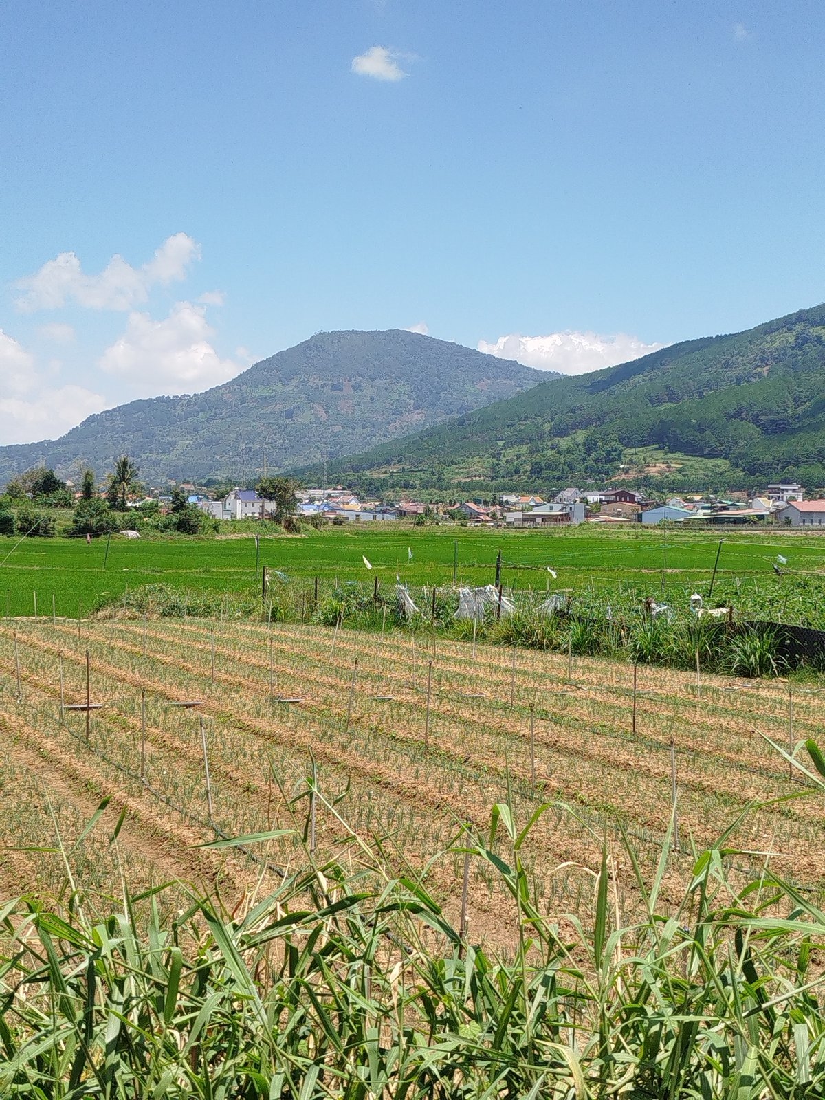 Rural Vietnam morning: fields, churches, and everyday village scenes