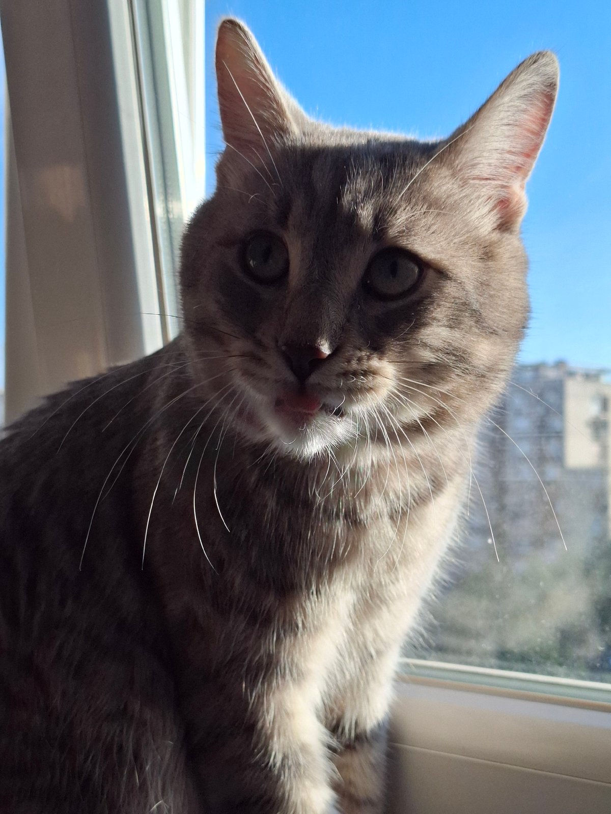 Grey tabby cat photographed in multiple poses in Novi Sad