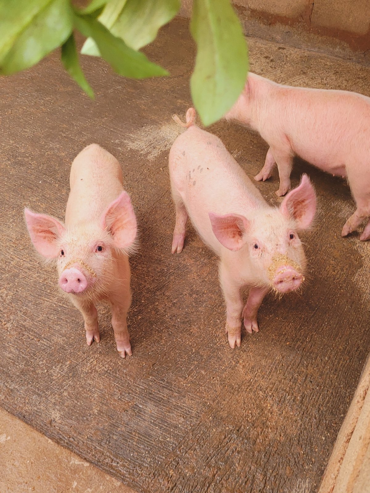Pig farming activity documented in Bukuru, Nigeria