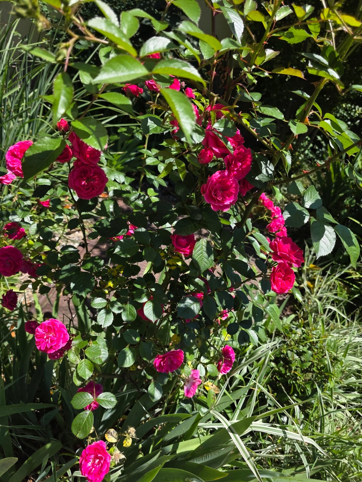Morning botanical walk documented through sunny Sochi streets