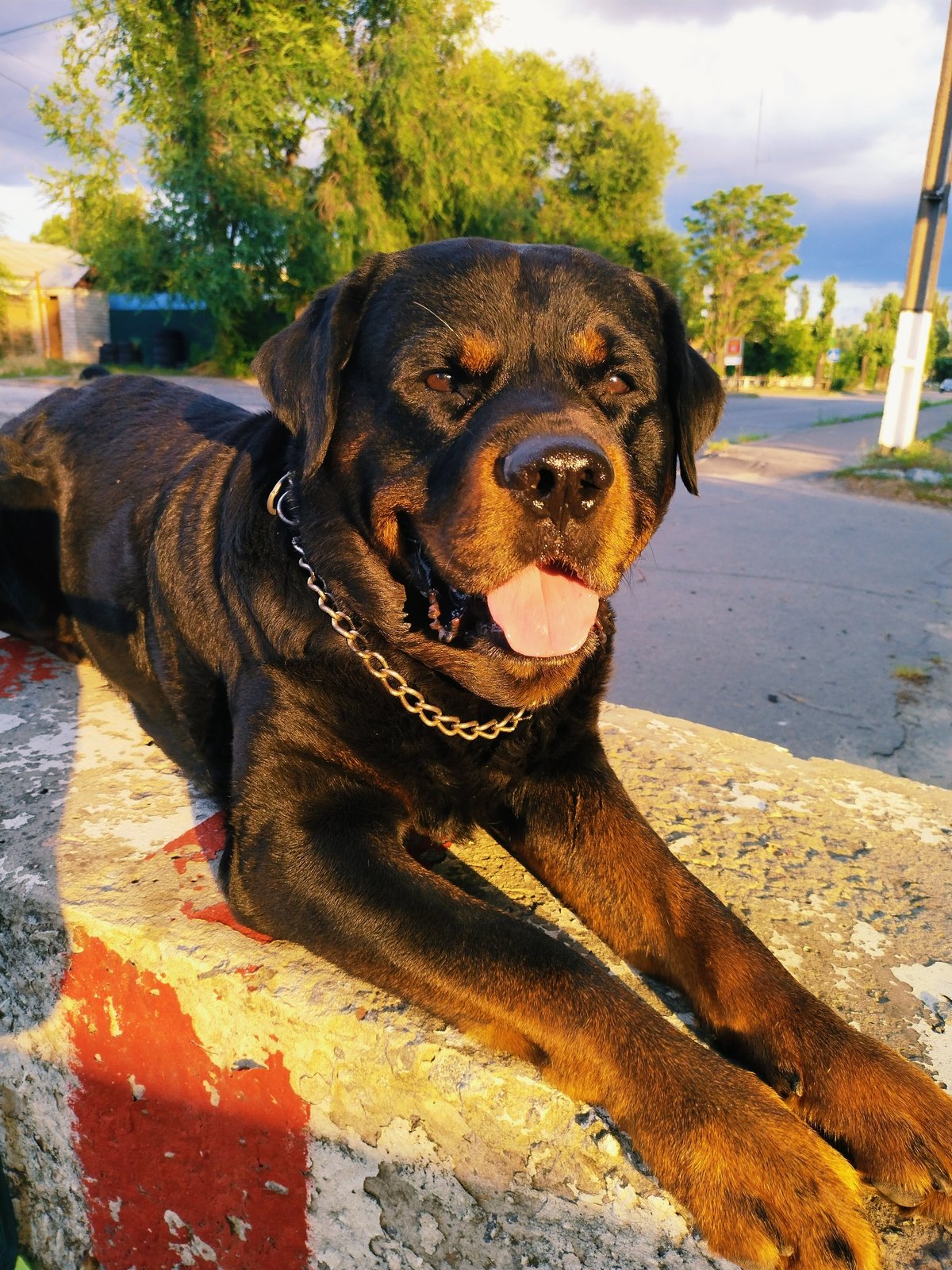Summer evening in Horishni Plavni with a Rottweiler in tow