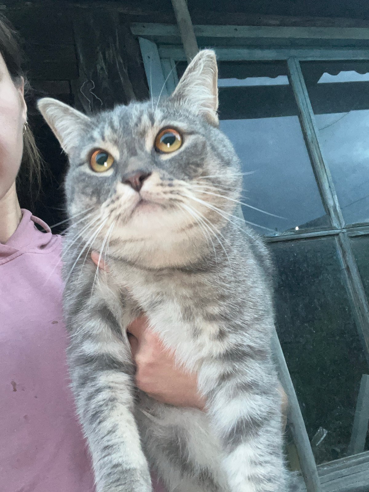 Dogs and a cat out for an evening in Nizhny Tagil