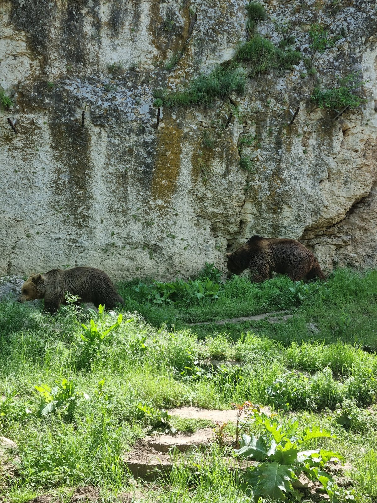 Brown bears observed at Pleven zoo enclosure