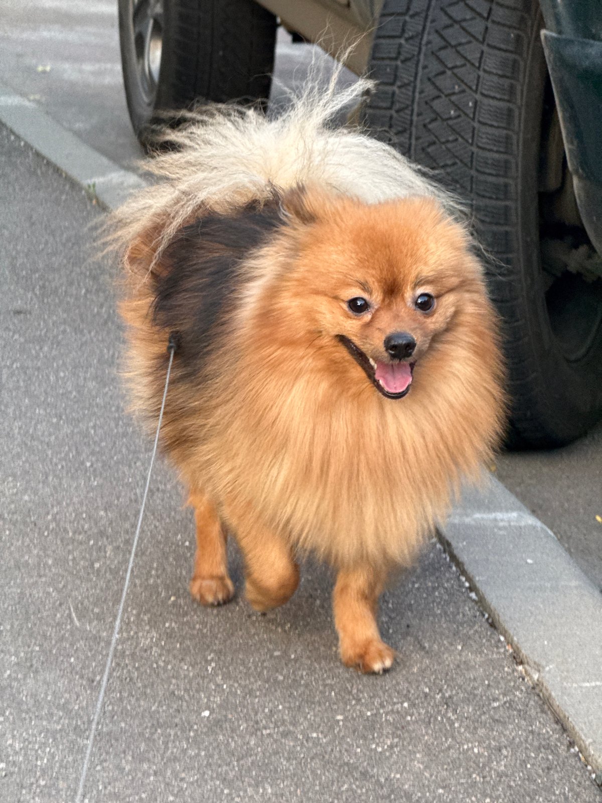 Moscow resident documents afternoon walk with Pomeranian dog