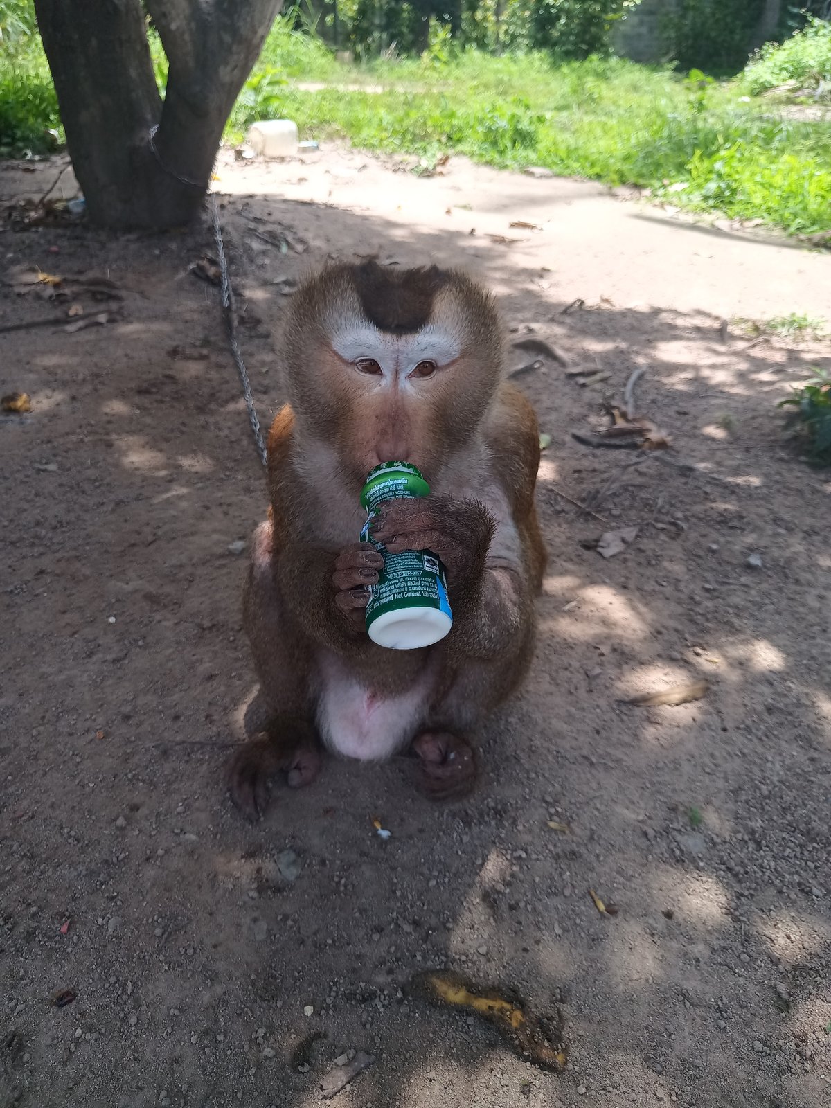 Chained monkey shares meal with rooster in Koh Phangan
