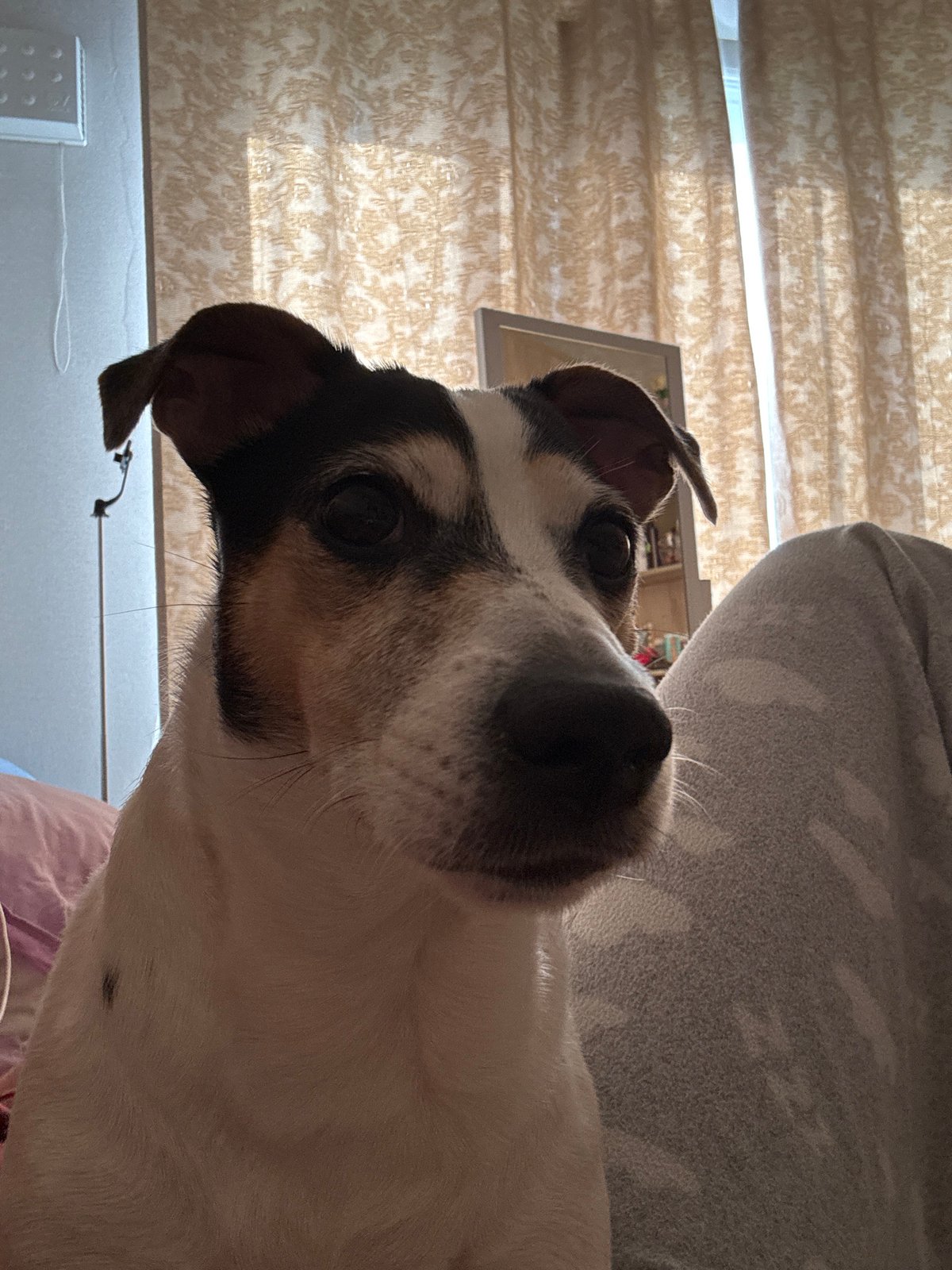Indoor photo session with Jack Russell Terrier in Vsevolozhsk