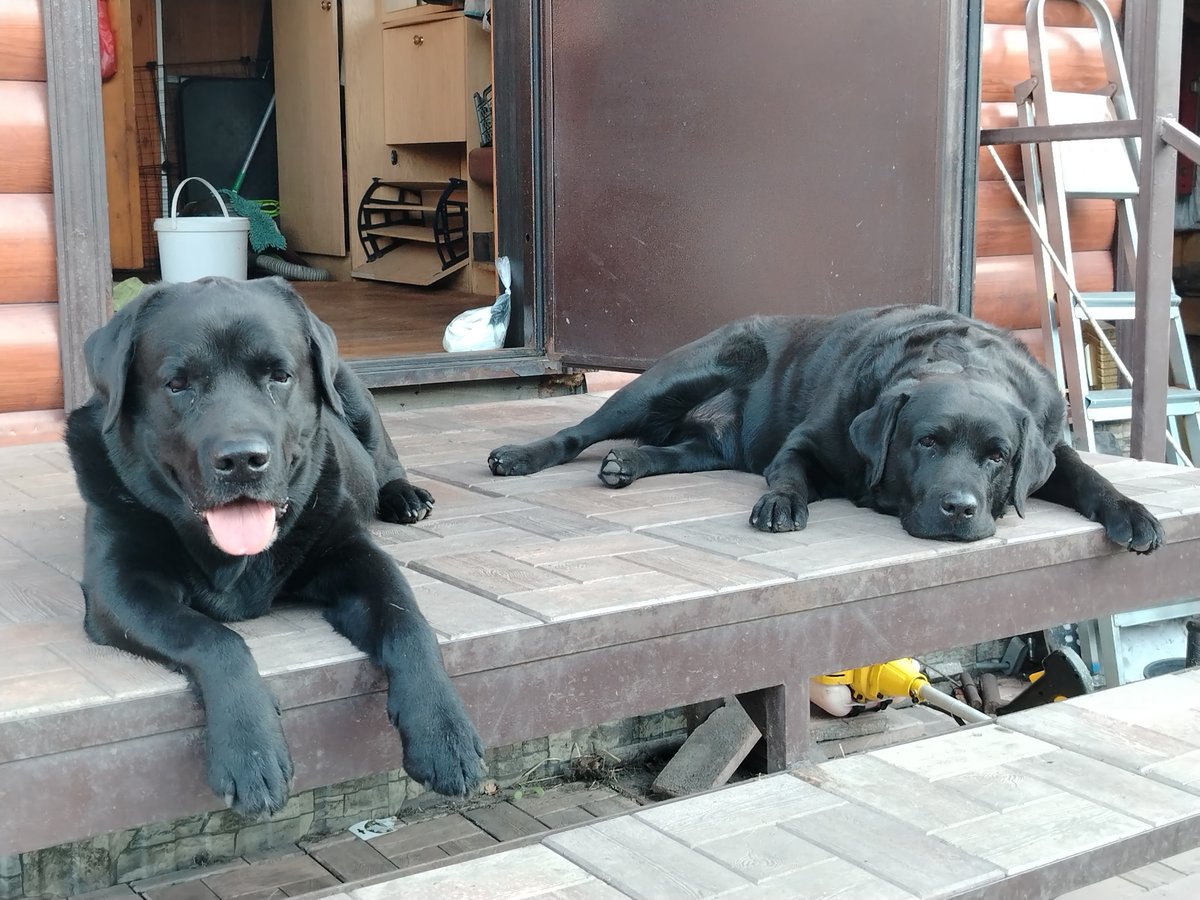 Dogs rest and play in residential yards in Рассвет, Russia