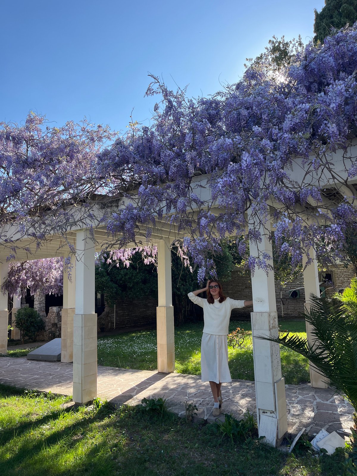 Spring afternoon captured at wisteria pergola in Montenegro