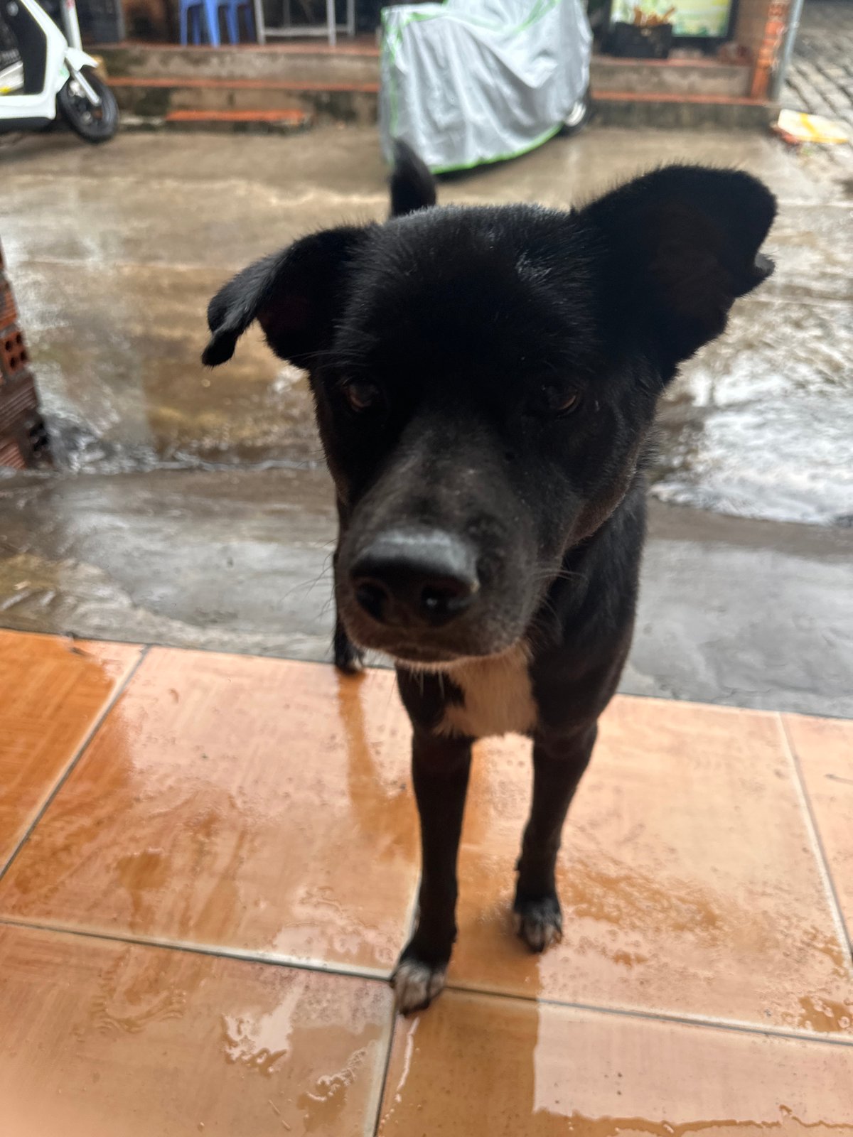 Rainy morning scenes documented across Phu Thuy Ward, Vietnam