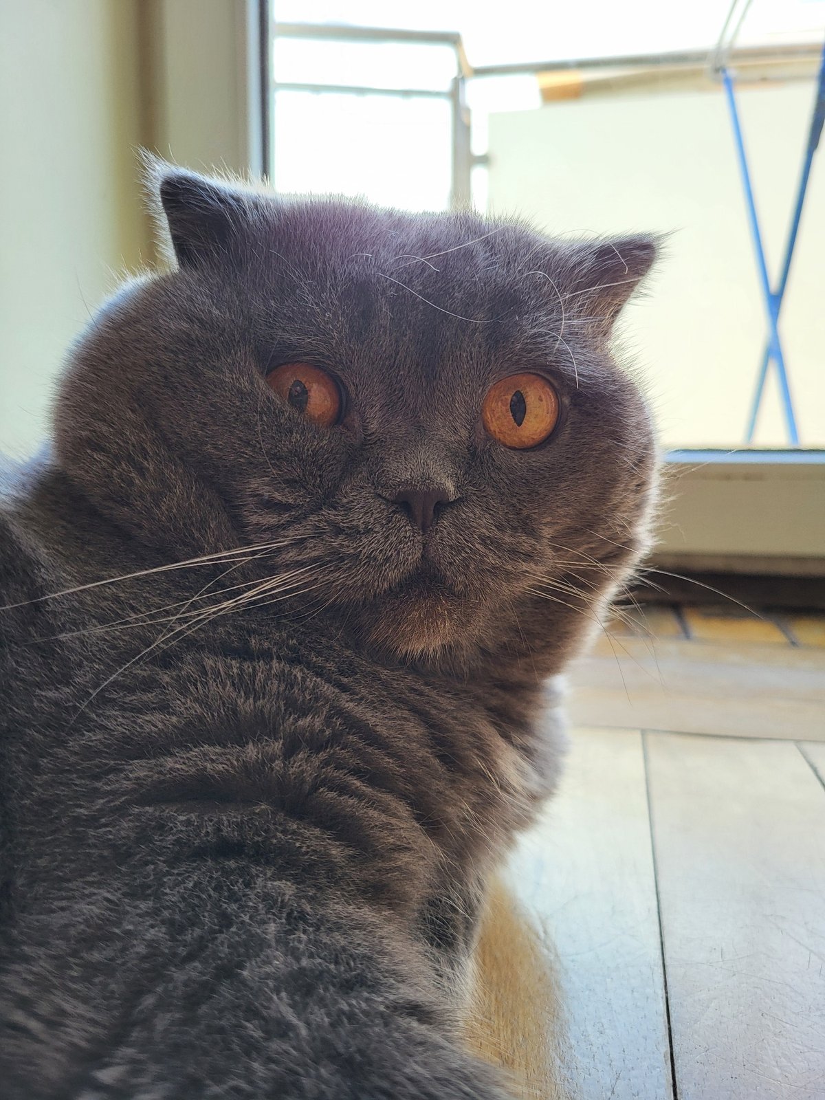 Grey cat portraits and urban scenes documented across 90 minutes