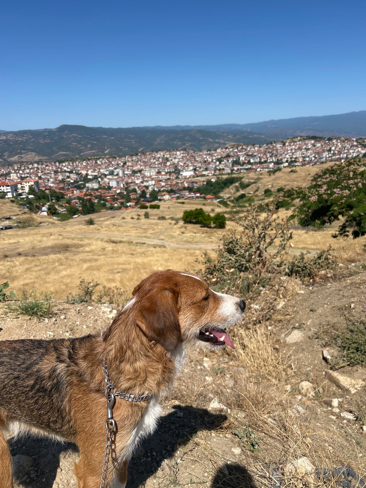 Chained dog on dry grass, Sandanski summer heat