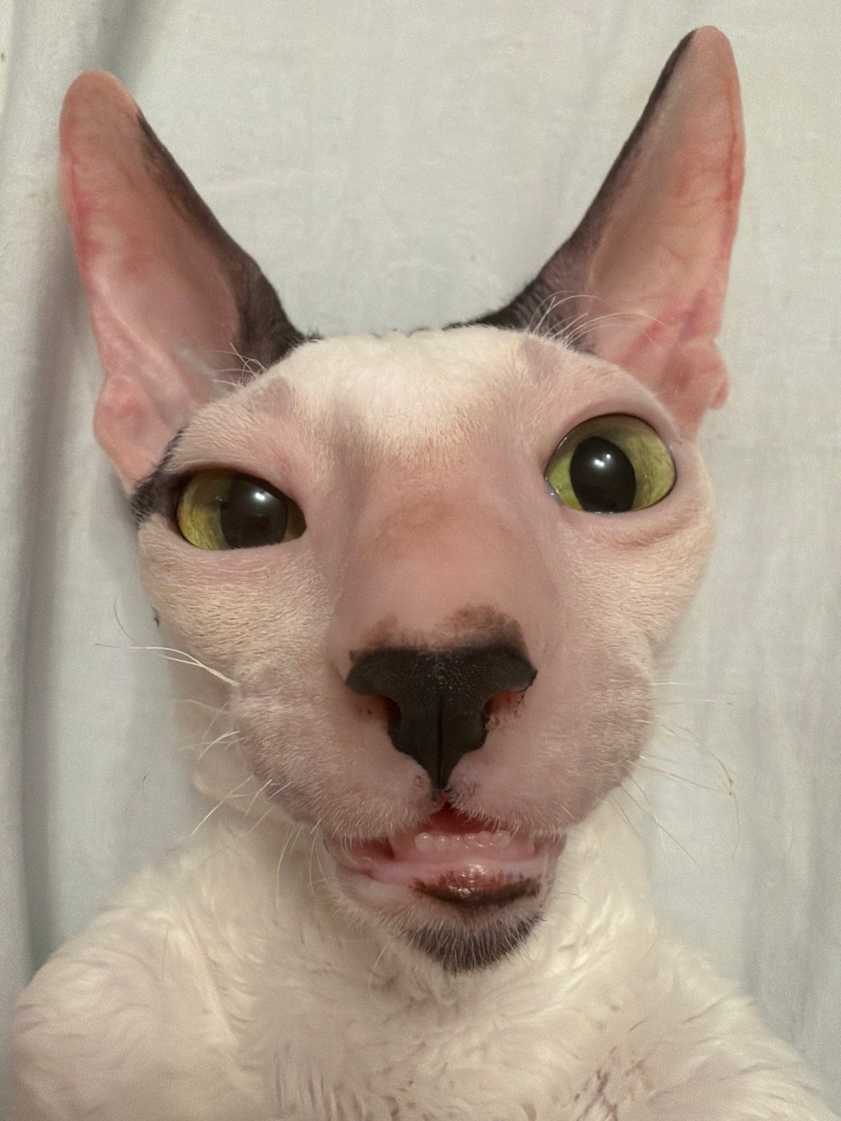 Close-up pet portraits featuring Sphynx and rex-breed cats in Yekaterinburg