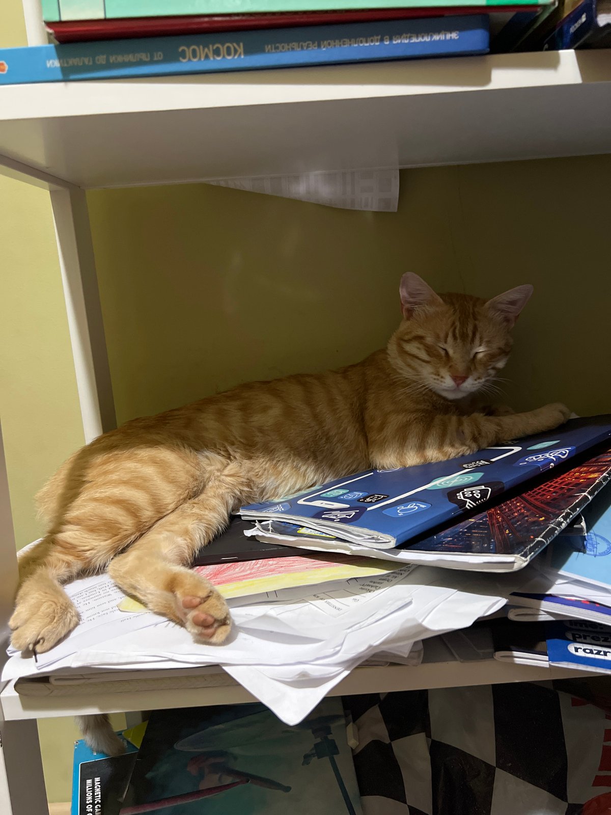 Orange tabby cat sleeps on bookshelf in Podgorica