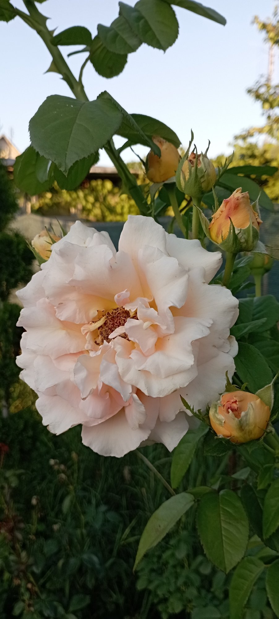 Close-up garden shots of roses, wisteria, orchids, and hydrangeas