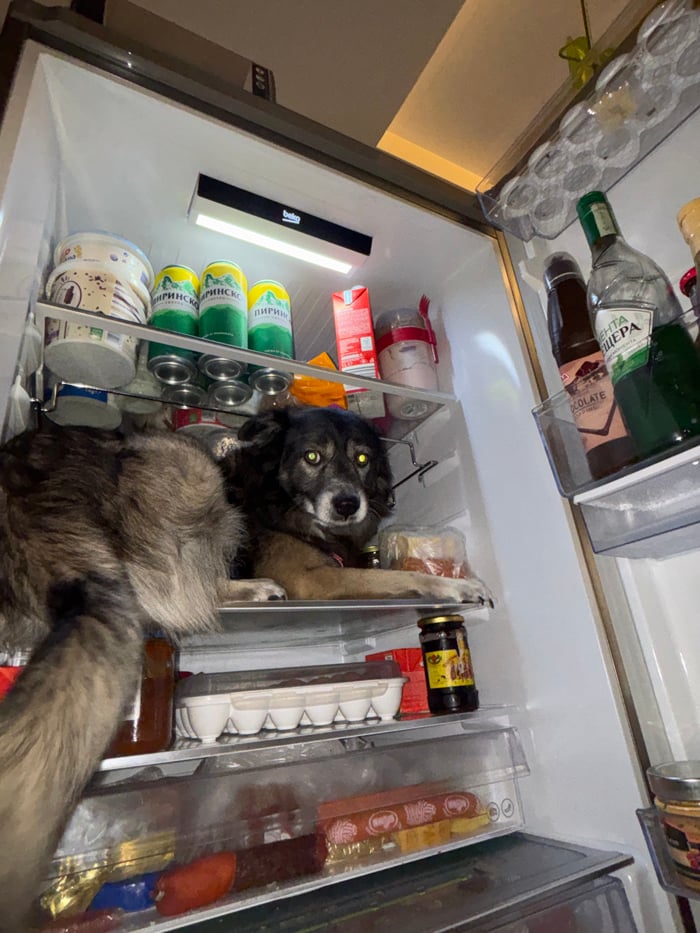 Pets found inside open refrigerator in Sofia home