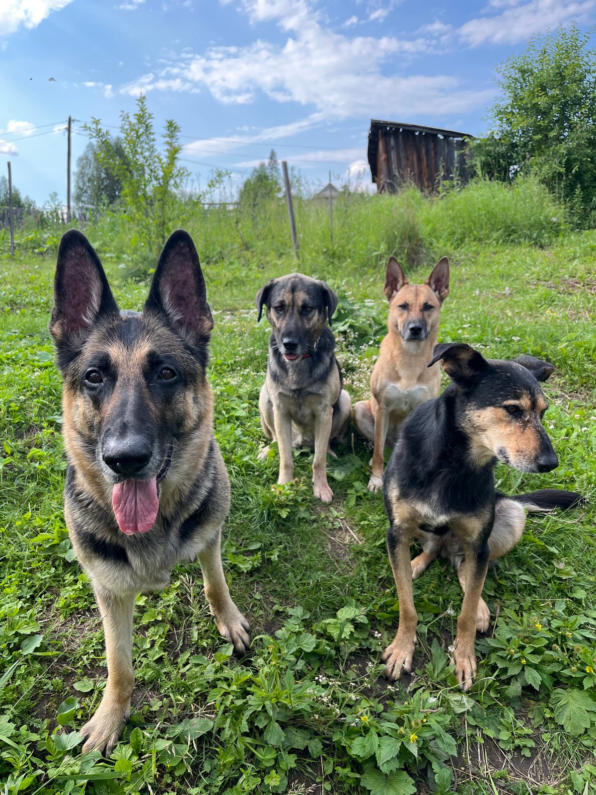 Dogs roaming a grassy field in Nizhny Tagil, Russia