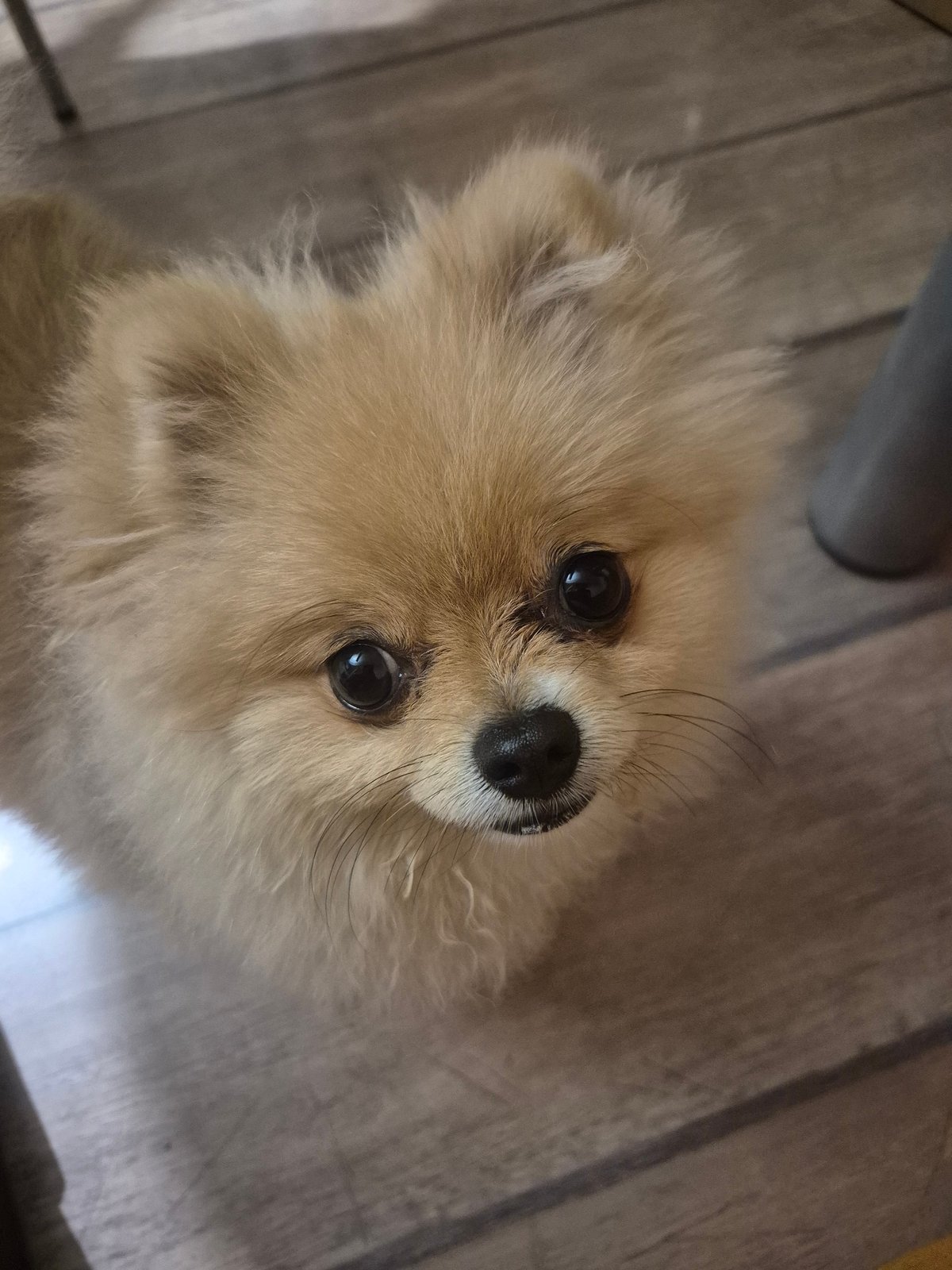 Pomeranian, popcorn, and Bulgarian souvenirs on a Burgas evening