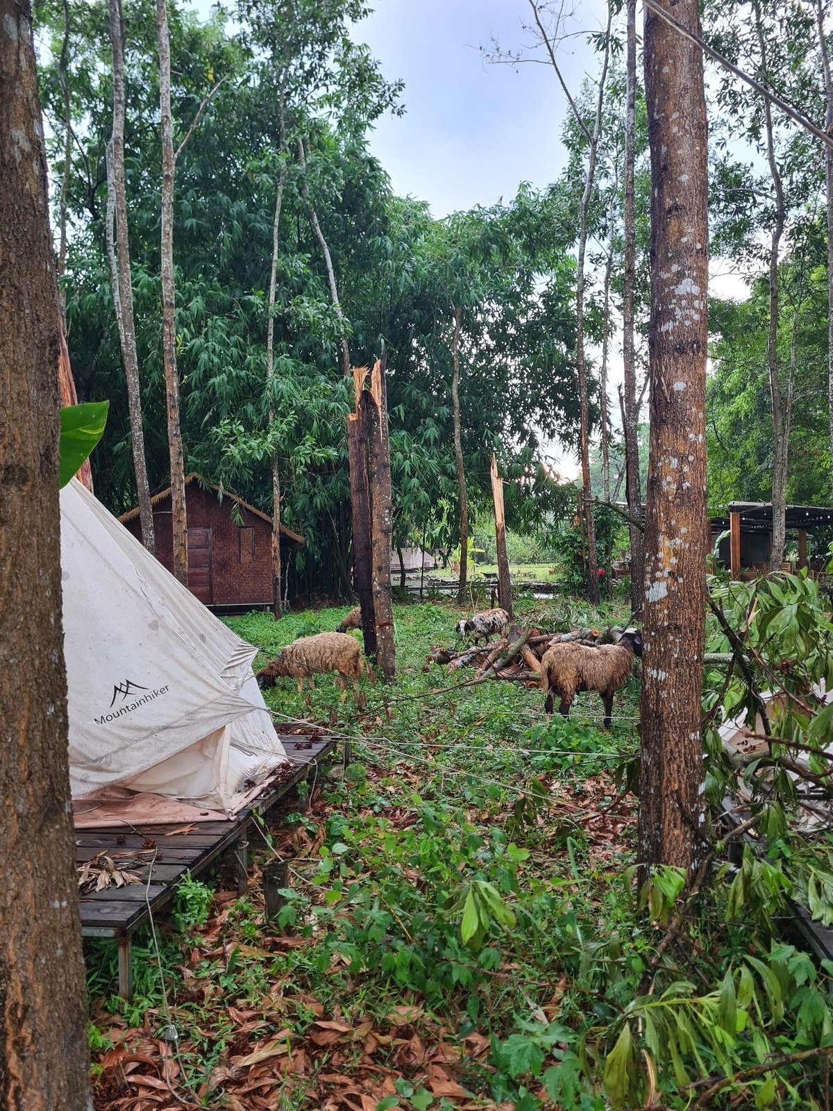 Rainy morning at Đà Nẵng glamping site with livestock