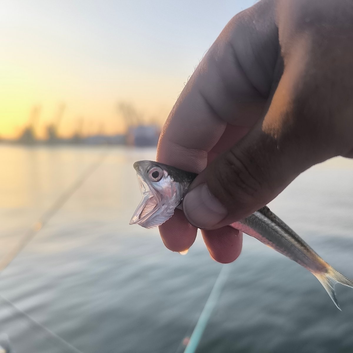 Fresh catch and golden sunset at Varna harbor