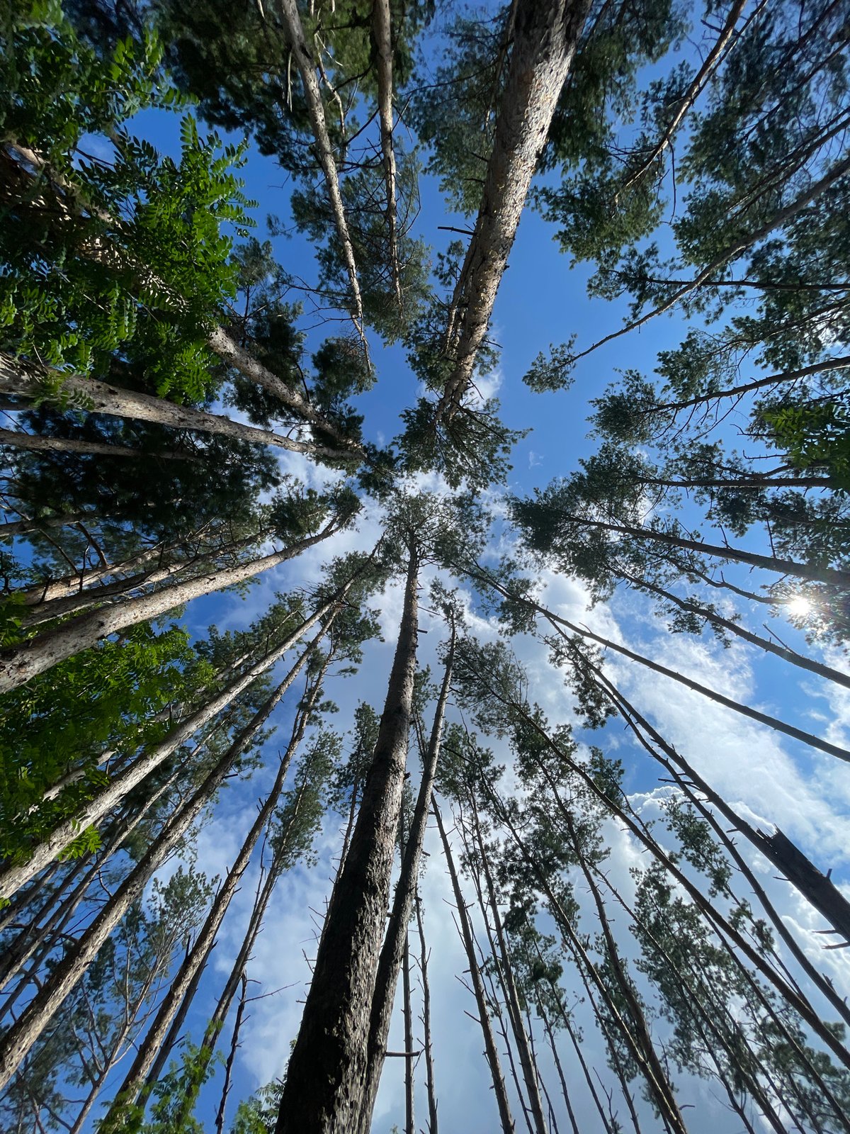 Sunny afternoon selfies and canopy shots in a Russian forest