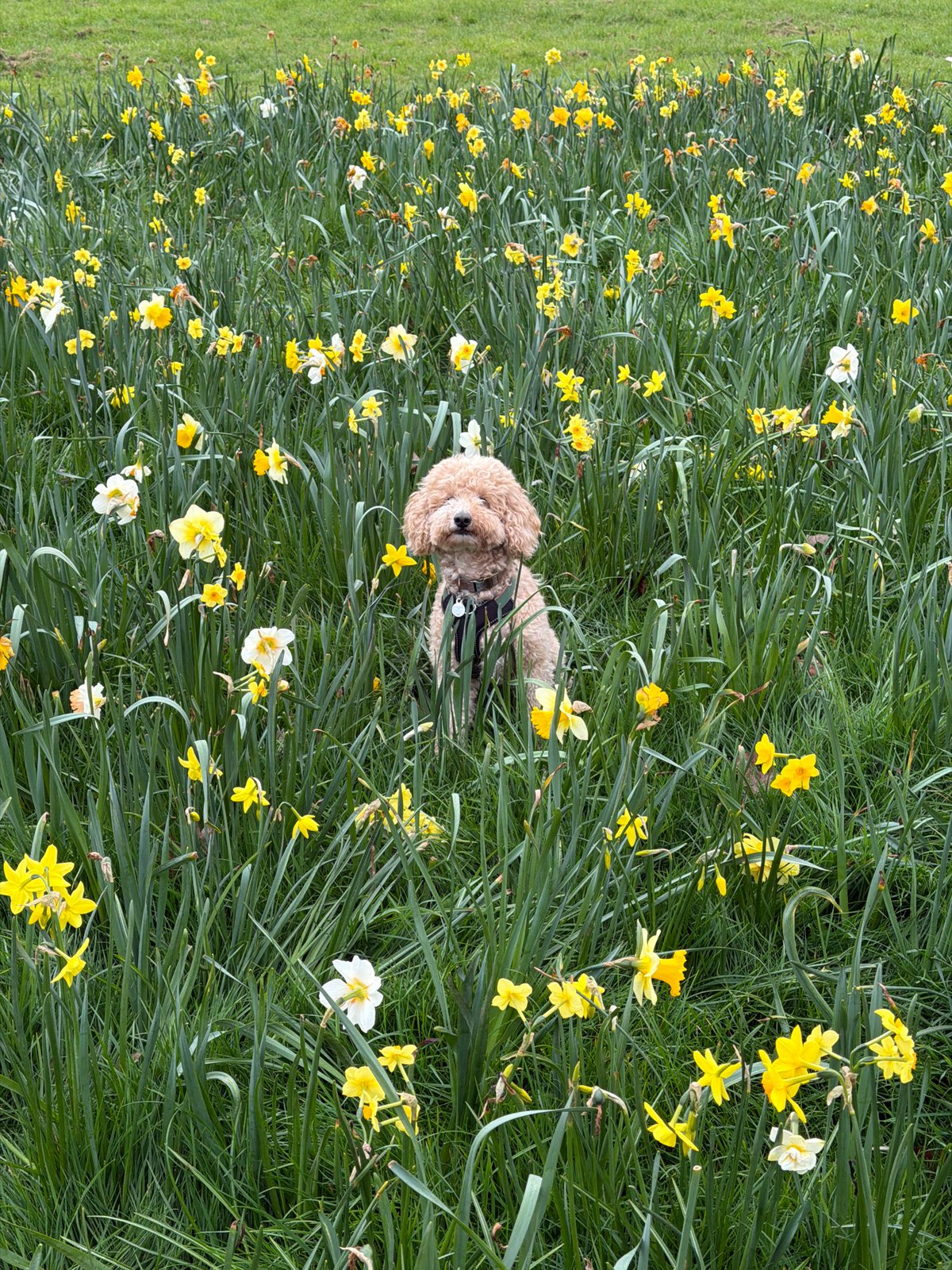Dog enjoys spring morning among daffodils in London park