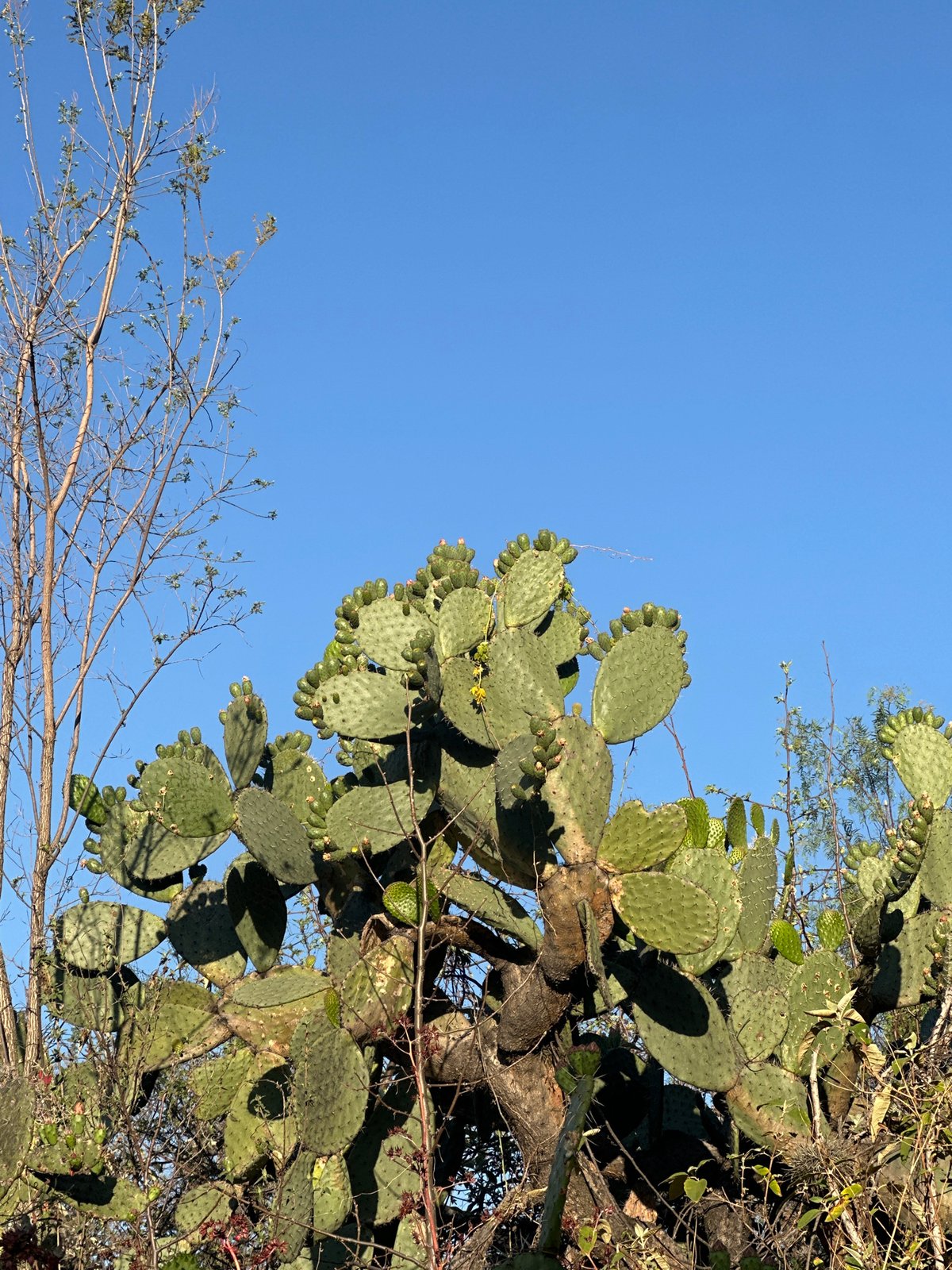 Clear skies reveal Mexico City's natural landscape amid urban setting