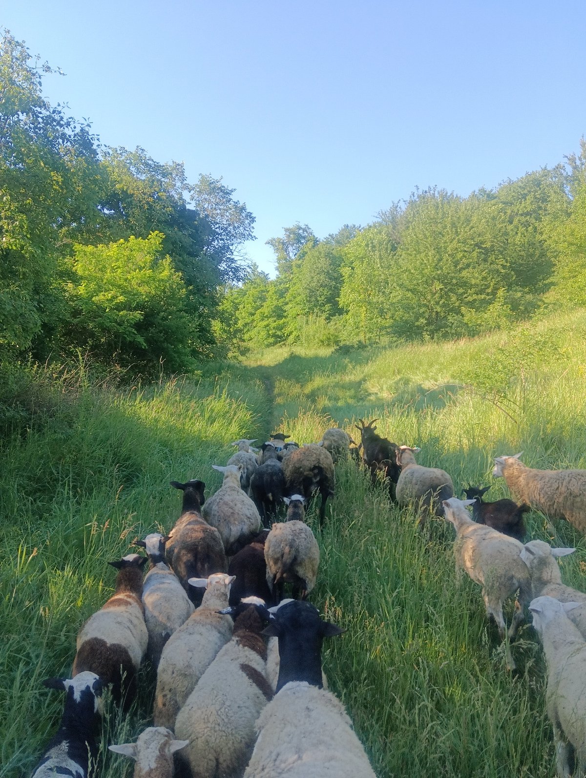 Sheep and goats wind through sunny hillside paths