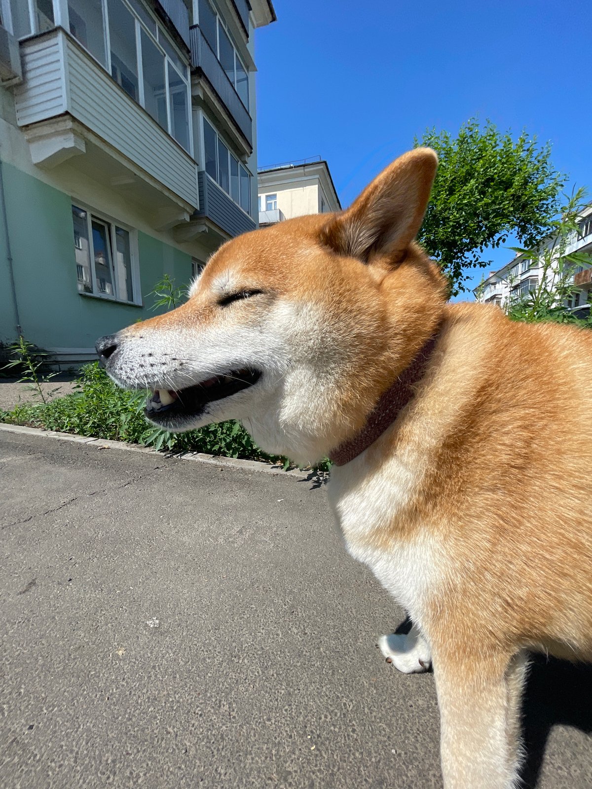 Dog walk through a quiet Zheleznogorsk neighborhood, summer morning
