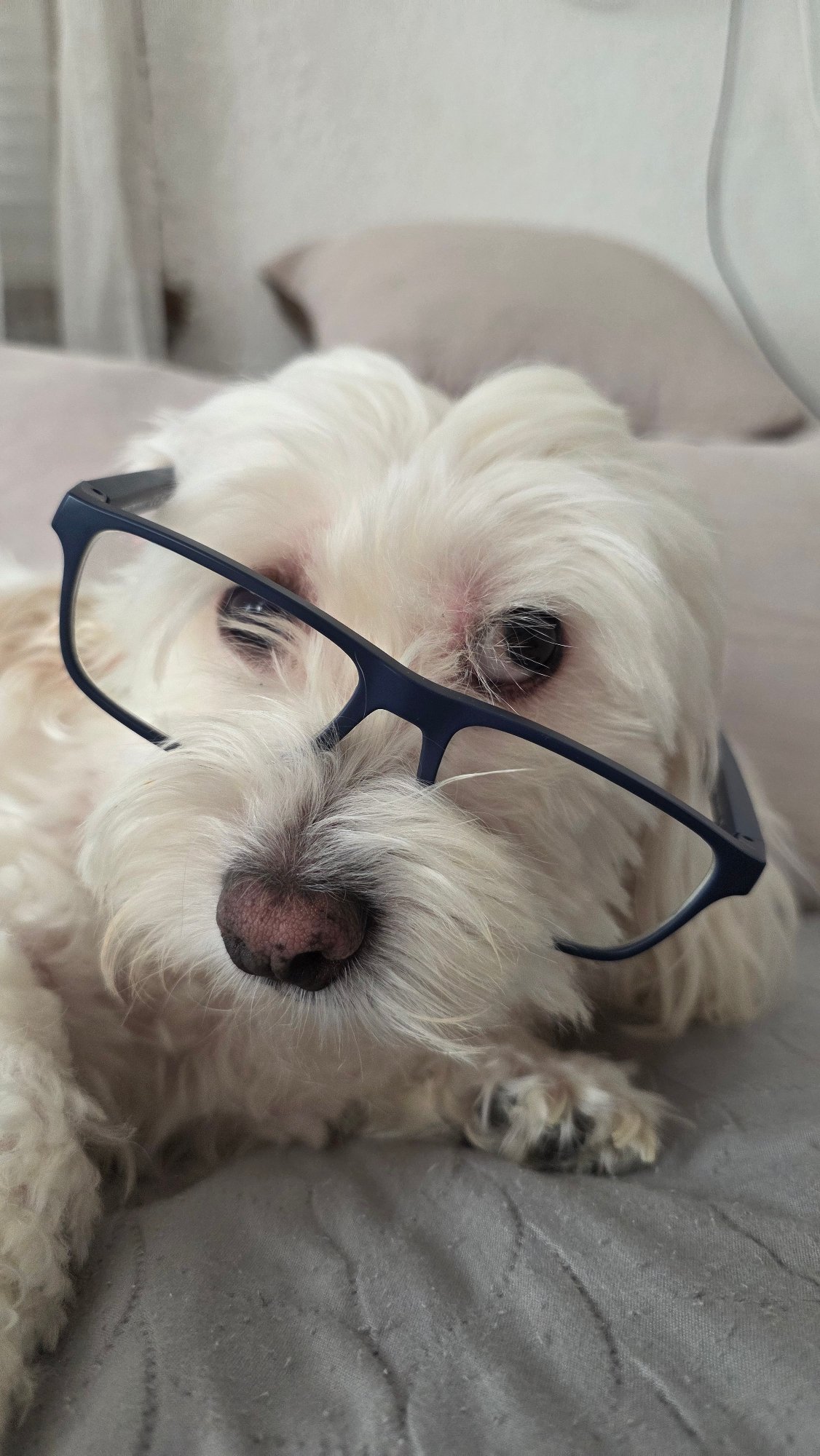 Maltese dog photoshoot with glasses and hats in Bulgaria