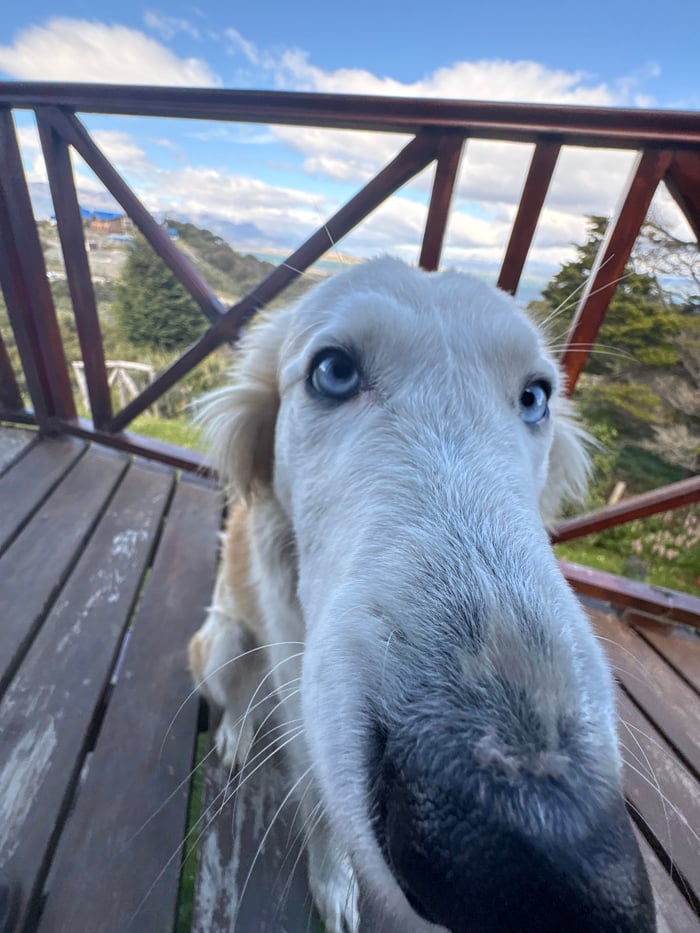Blue-eyed dog photographed relaxing on deck in Ushuaia