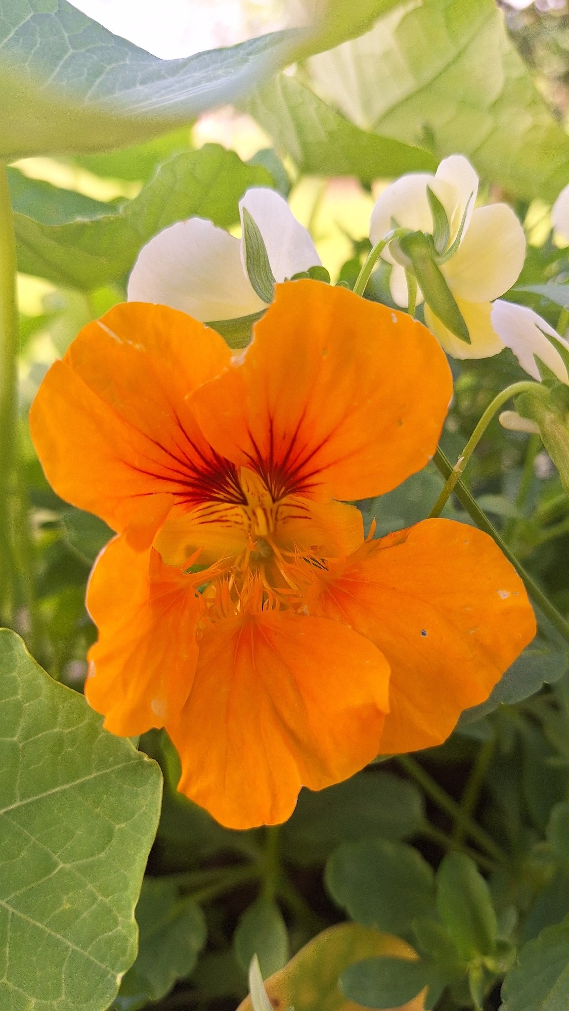 Latvian garden in full summer bloom, flower by flower