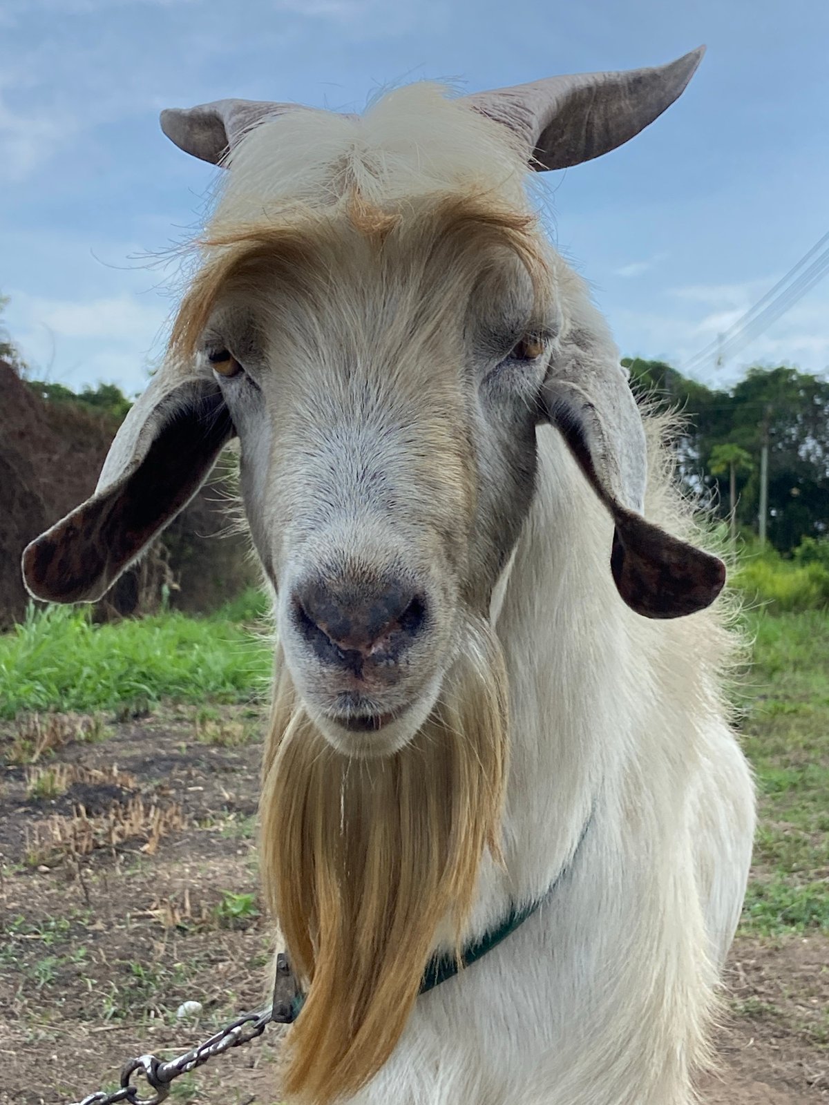 Farm animals documented in Venezuelan rural communities