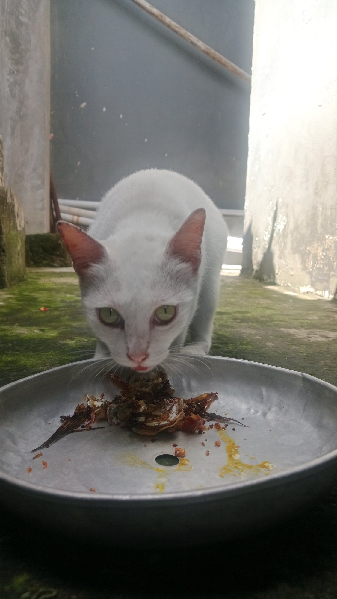 White cat's morning routine at a Balinese compound