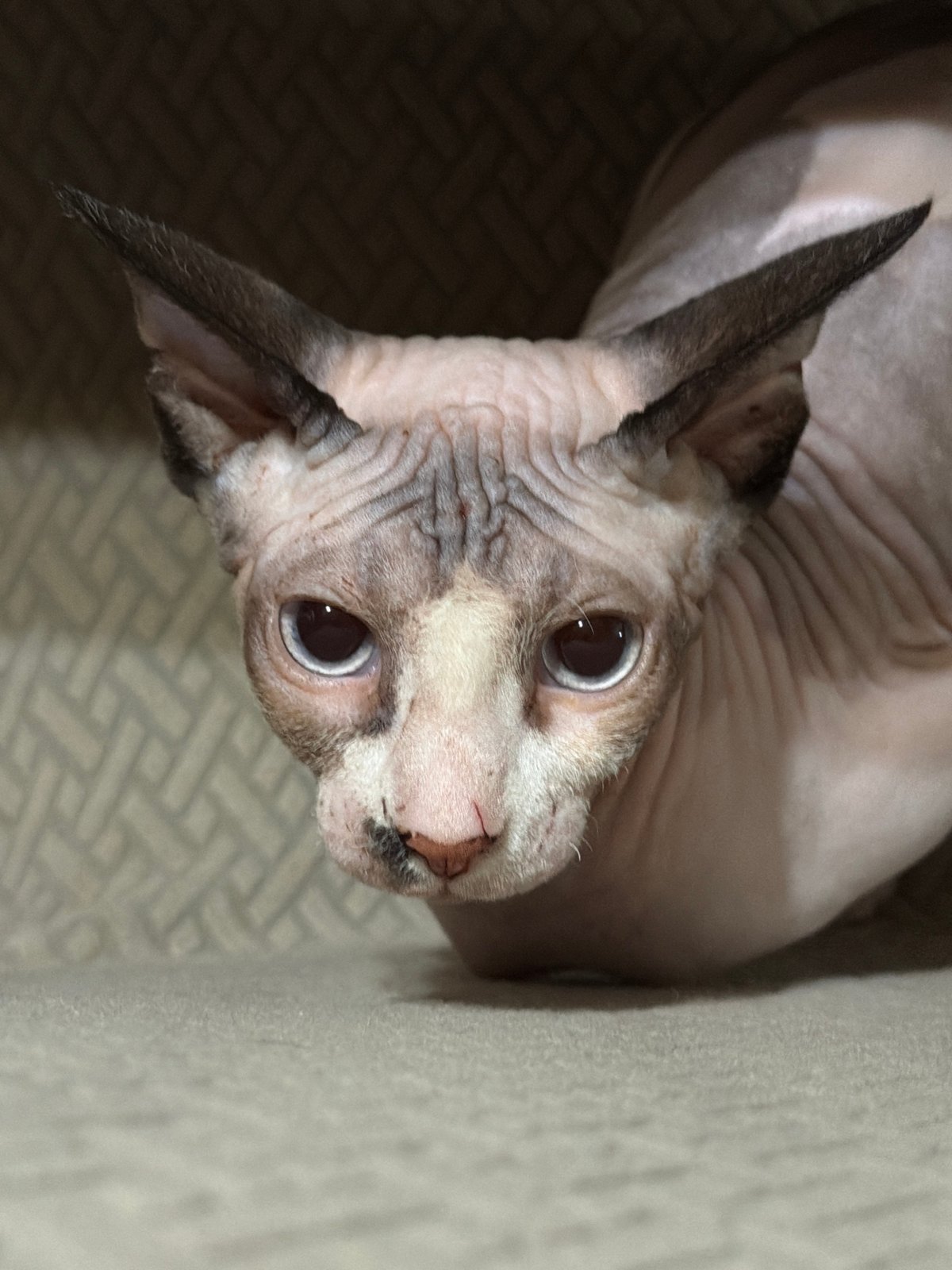 Urban daily life: cats, cobblestone streets, bronze statues captured