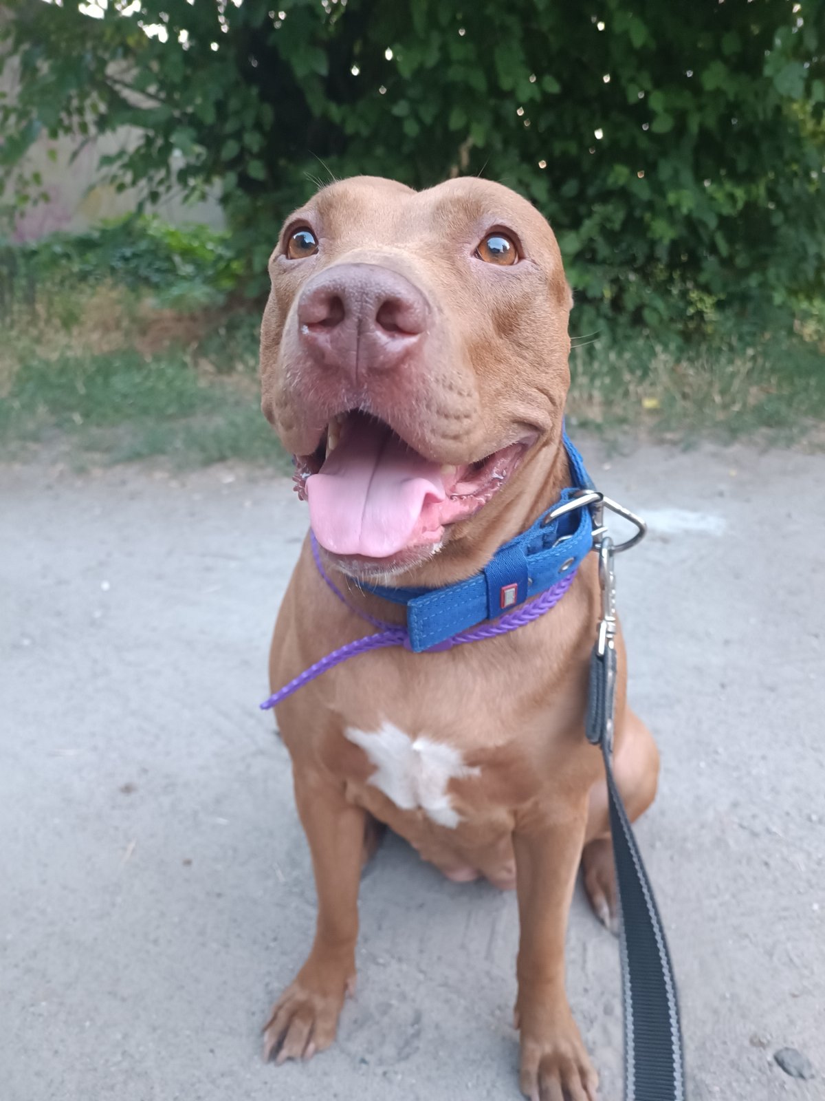 Pit bull and blooming plants on a Zaporizhzhia afternoon
