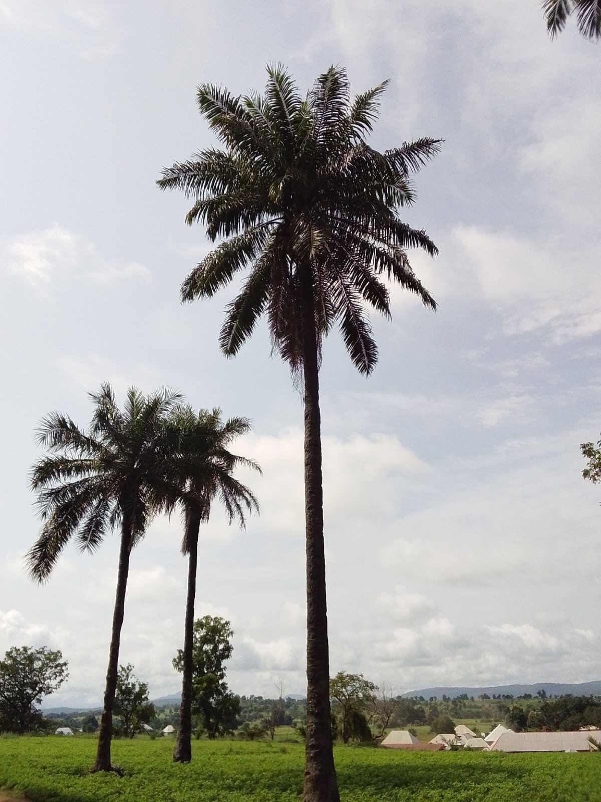 Farmland and palm trees on the rural edge of Serti, Nigeria