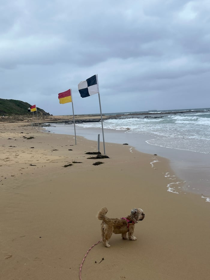 Woman walks dog at overcast Bulli Beach, debris spotted