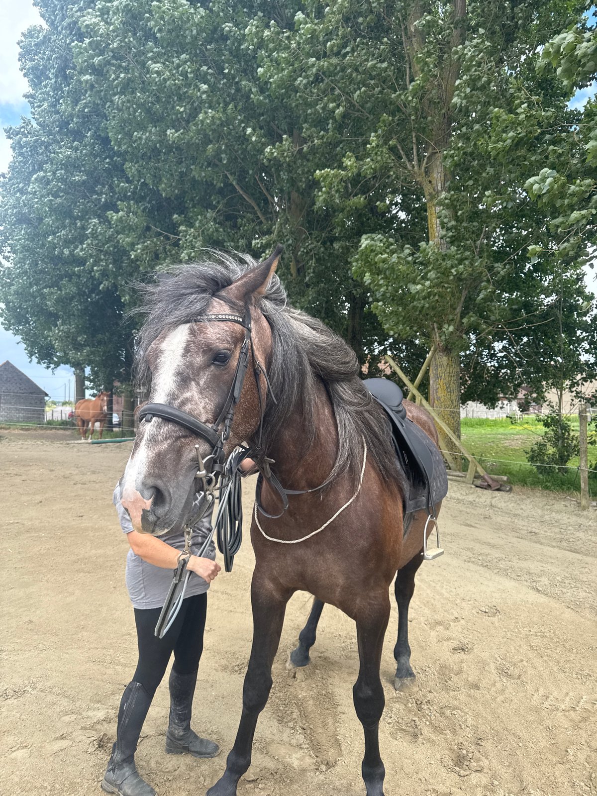 Horse training and care activities documented at Belgian equestrian facility