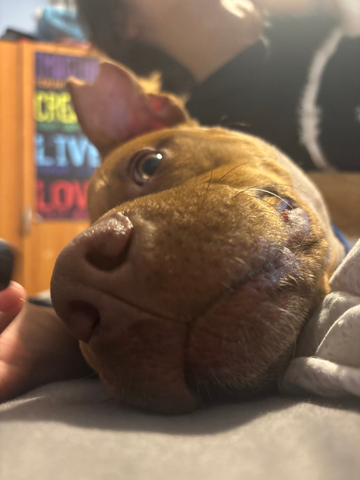 Brown dog photographed in intimate close-ups in Sofia