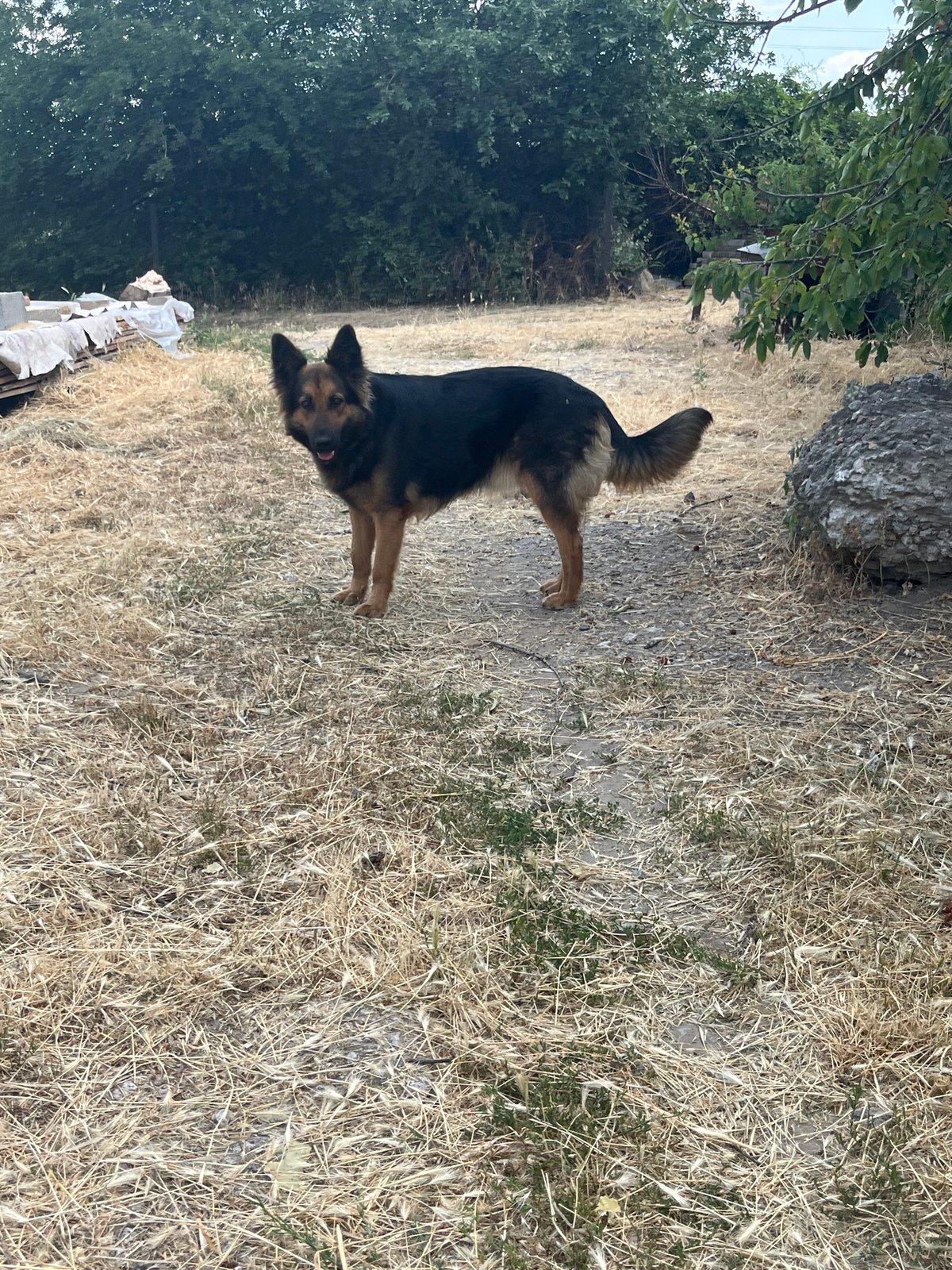 Dogs and blackberry blossoms in a dry Dnipro backyard