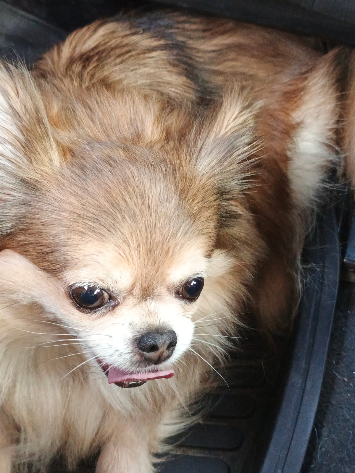 Long-haired chihuahua face, tongue out, Medvedyovka